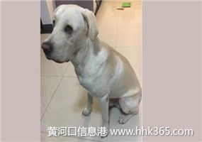 嚴格執(zhí)行來料檢驗標準，保障寵物托運服務質量與安全